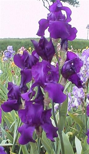 Iris (G) Matinata2