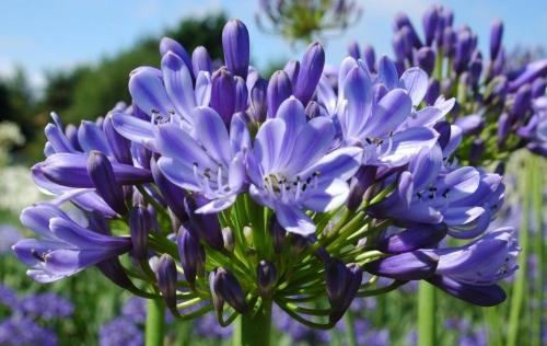 Agapanthus Greenfield