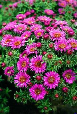 Aster novae-anglia