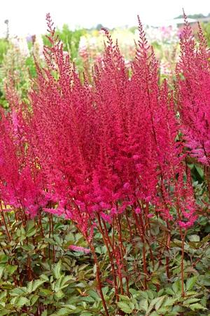 Astilbe Mighty Chocolate Cherry