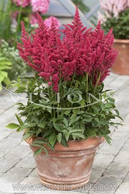 Astilbe Tiny Torch