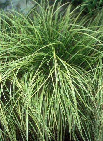 Carex dolichostachya 'Kaga nishiki'