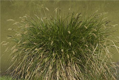 Carex paniculata