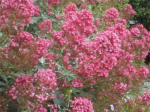 Centranthus ruber