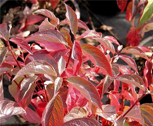 Cornus alba Regnzam