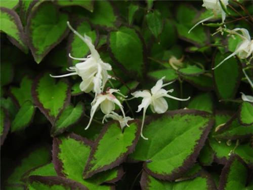 Epimedium Bandit