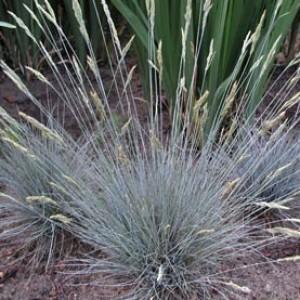 Festuca cinerea