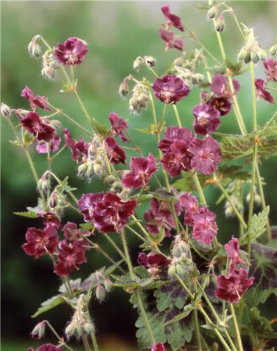 Geranium Phaeum1