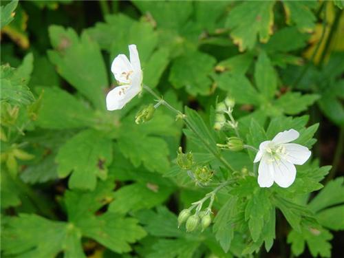 Geranium maculatum