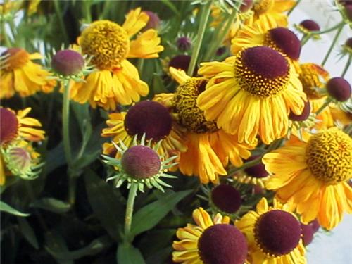 Helenium 'wyndley'