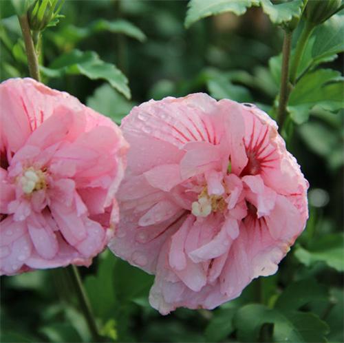 Hibiscus syr. -Pink Chiffon-