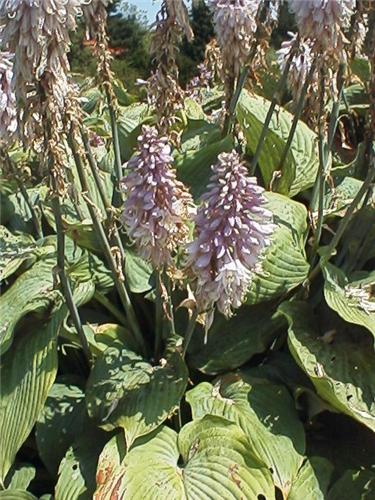 Hosta Blue Angel3