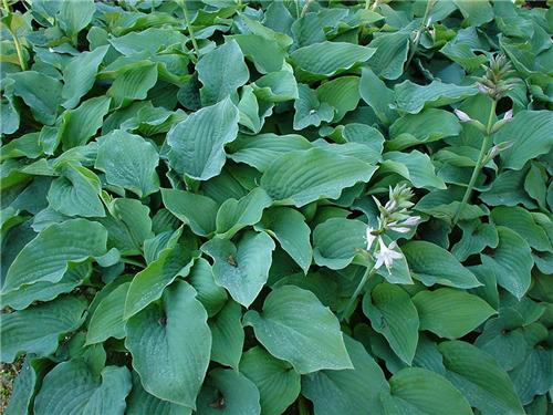 Hosta Blue Boy2