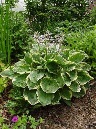 Hosta Christmas Tr