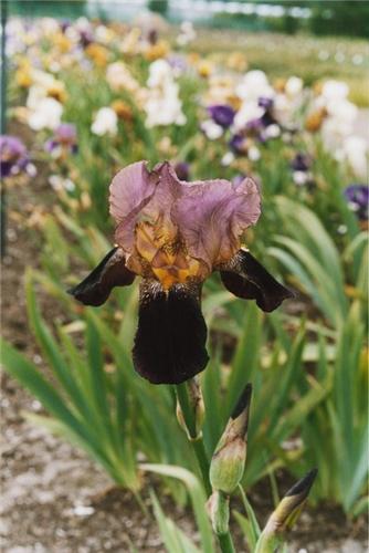 Iris (G) Ambassade