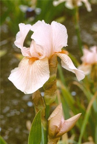 Iris (G) Edward of