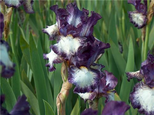 Iris (G) Prince Of