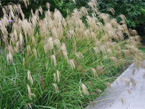 Miscanthus nepalensis