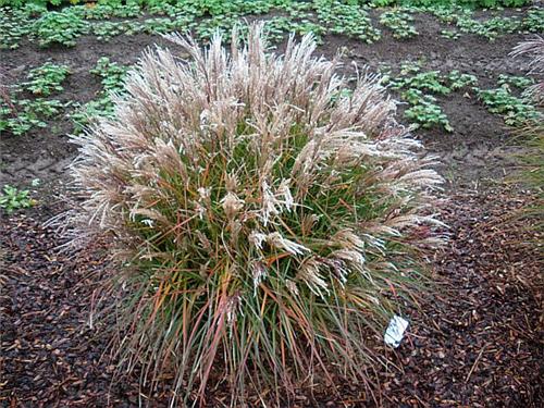 Miscanthus sinensis Aperitif