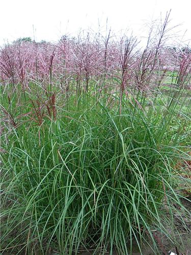 Miscanthus sinensis Digestif