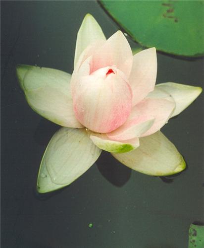 Nymphaea 'Darwin' 