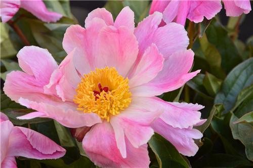 Paeonia Pink Luau