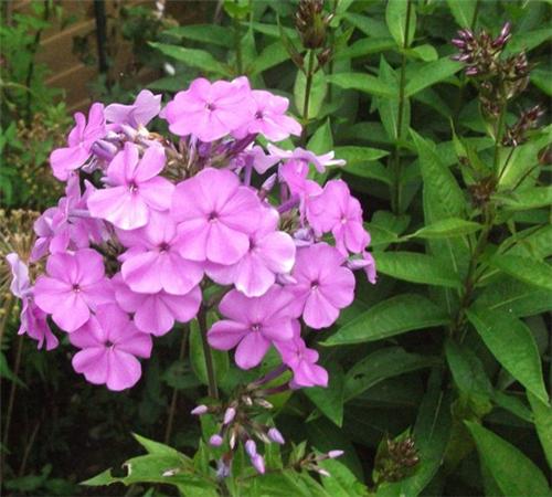 Phlox paniculata Princess Sturdza