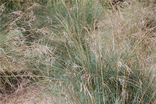 Poa Labelarri Glauca