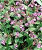 Pulmonaria officinalis1