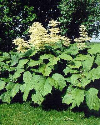 Rodgersia podophylla1