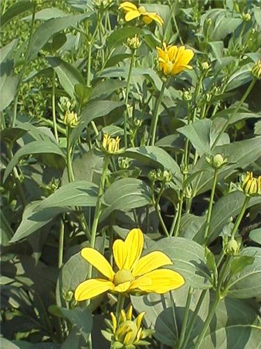 RudbeckiaHerbstsonne