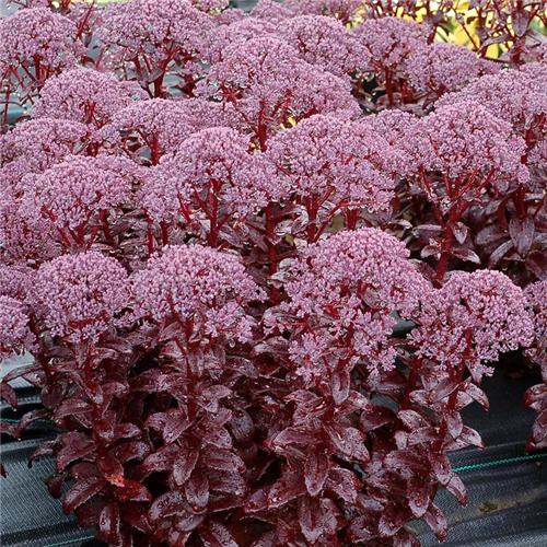 Sedum Dark Magic