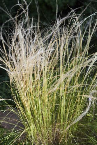 Stipa tirsa