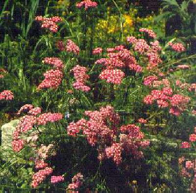 achillea millefolium kelwayi