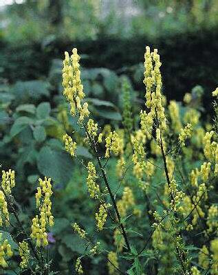 aconitum lamarckii