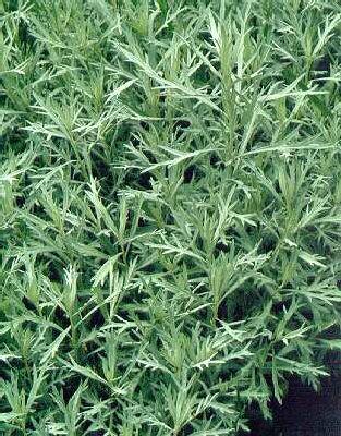 artemisia ludovici