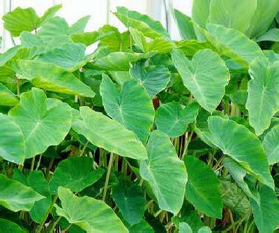 colocasia esculent