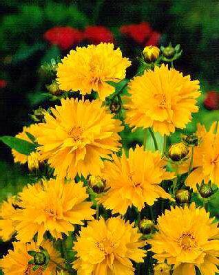 coreopsis grandifl