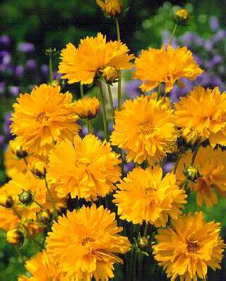 coreopsis grandifl