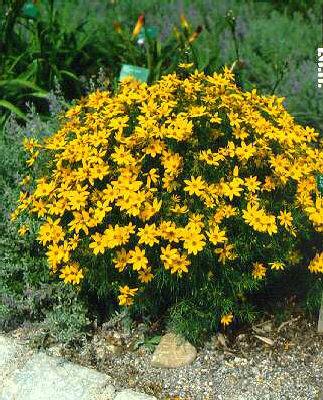 coreopsis verticil