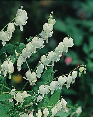 dicentra spectabil