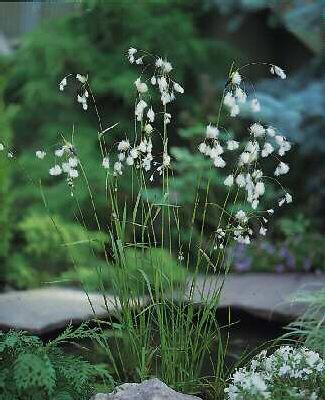 eriophorum latifol