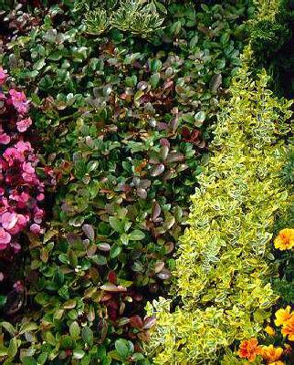 gaultheria procumbens