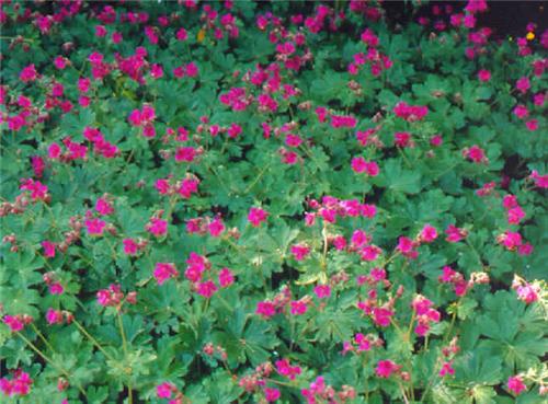 geranium macrorrhi