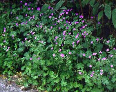 geranium pyrenaicum