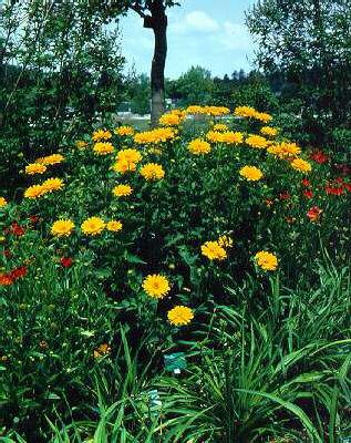 heliopsis helianthoides mars