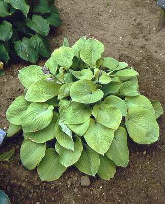 hosta sieboldiana 