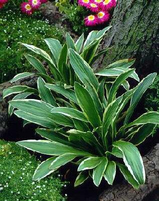 hosta sieboldii gi