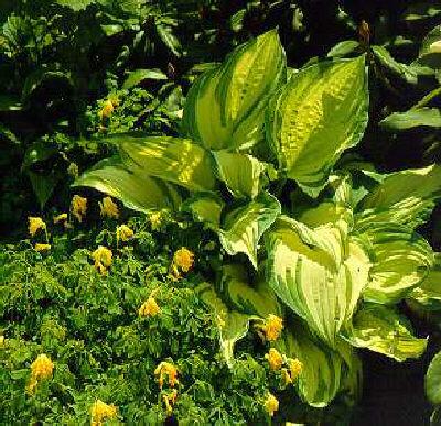 hosta ventricosa a