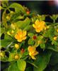 hypericum inodorum